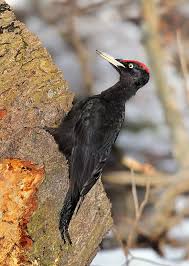 Attēlu rezultāti vaicājumam “Dryocopus martius”