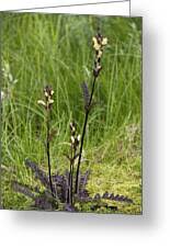 Attēlu rezultāti vaicājumam “Pedicularis sceptrum-carolinum leaf”