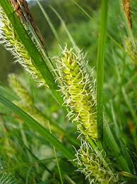 Attēlu rezultāti vaicājumam “Carex vesicaria”