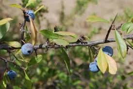 Attēlu rezultāti vaicājumam “Prunus spinosa fruit”