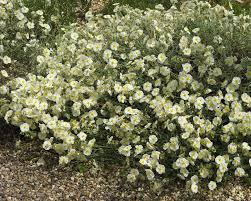 Attēlu rezultāti vaicājumam “Helianthemum x hybridum flower”