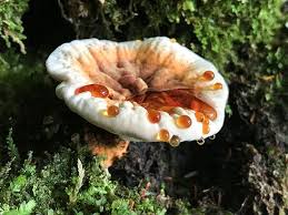 Attēlu rezultāti vaicājumam “Hydnellum aurantiacum”