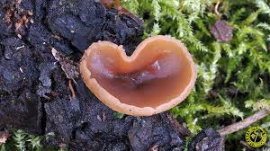 Attēlu rezultāti vaicājumam “Peziza varia”