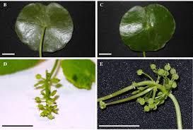 Attēlu rezultāti vaicājumam “Hydrocotyle vulgaris fruit”