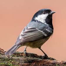 Attēlu rezultāti vaicājumam “Periparus ater adult”