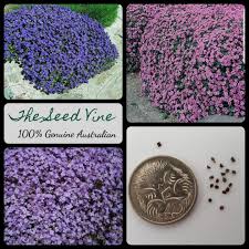 Image result for Aubrieta hybrida (cultorum)