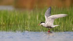 Attēlu rezultāti vaicājumam “Chlidonias hybrida”