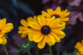 Image result for Rudbeckia Paradisio