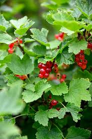 Bildergebnis für rote johannisbeeren