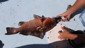 Image result for Bargoed Sea Anglers