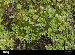 Attēlu rezultāti vaicājumam “Bryum schleicheri”