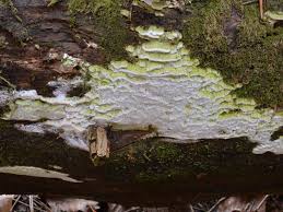 Attēlu rezultāti vaicājumam “Sidera lenis”