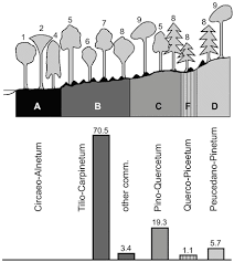 Attēlu rezultāti vaicājumam “Populus x lettland”