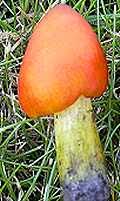 Attēlu rezultāti vaicājumam “Hygrocybe pseudoconica”