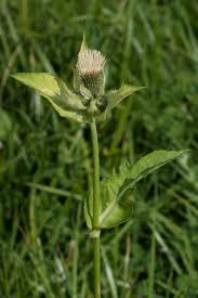 Attēlu rezultāti vaicājumam “Cirsium oleraceum”