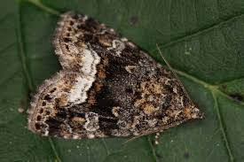 Attēlu rezultāti vaicājumam “Protodeltote pygarga”