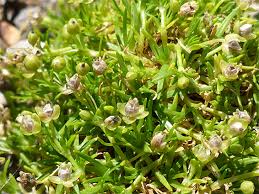 Attēlu rezultāti vaicājumam “Sagina procumbens leaf”