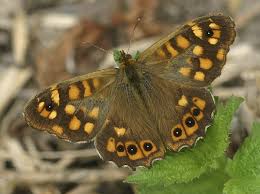 Attēlu rezultāti vaicājumam “Pararge aegeria”