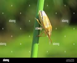 Attēlu rezultāti vaicājumam “Aelia acuminata”