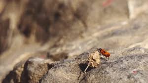 Attēlu rezultāti vaicājumam “Pyrrhocoris apterus nymph”