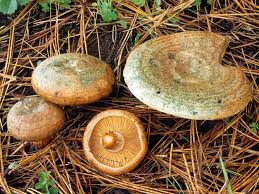 Attēlu rezultāti vaicājumam “Lactarius deliciosus”