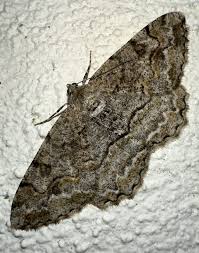 Attēlu rezultāti vaicājumam “Alcis repandata”