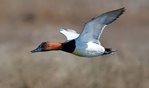 Image result for Aythya valisineria