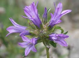 Image result for Campanula lingulata