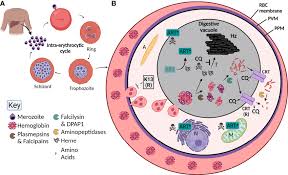 Attēlu rezultāti vaicājumam “Enteridium variabile plasmodium”