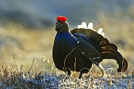 Image result for Tetrao tetrix