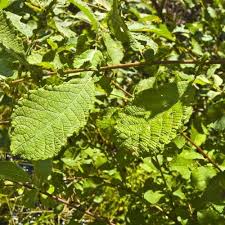 Attēlu rezultāti vaicājumam “Salix aurita”