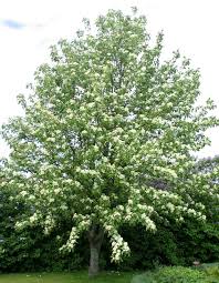 Attēlu rezultāti vaicājumam “Sorbus aria”