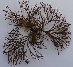 Attēlu rezultāti vaicājumam “Mucronella subtilis”