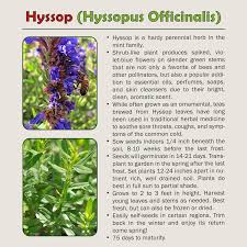 Attēlu rezultāti vaicājumam “Hyssopus officinalis”