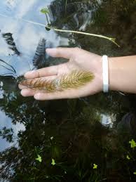 「金魚藻」的圖片搜尋結果