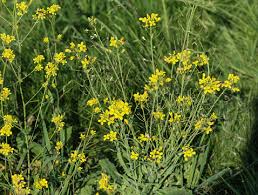 Attēlu rezultāti vaicājumam “Rorippa sylvestris leaf”