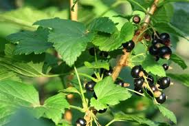 Attēlu rezultāti vaicājumam “Ribes nigrum fruit”