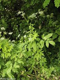 Attēlu rezultāti vaicājumam “Chaerophyllum aromaticum”