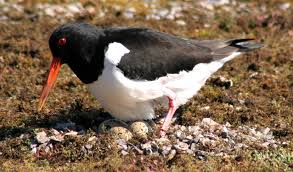 Attēlu rezultāti vaicājumam “Haematopus ostralegus”