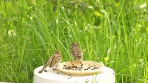 Attēlu rezultāti vaicājumam “Passer montanus adult”