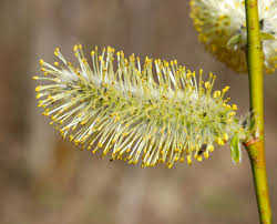 Attēlu rezultāti vaicājumam “Salix myrsinifolia male flower”