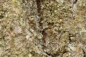 Attēlu rezultāti vaicājumam “Chaenotheca brachypoda”