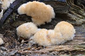 Attēlu rezultāti vaicājumam “Postia ptychogaster”