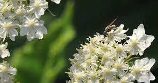 Attēlu rezultāti vaicājumam “Heracleum sphondylium subsp. sibiricum fruit”
