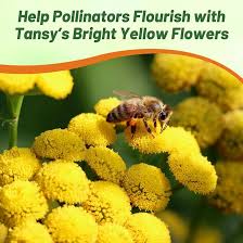 Attēlu rezultāti vaicājumam “Tanacetum vulgare flower”