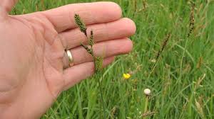 Attēlu rezultāti vaicājumam “Carex hartmanii”