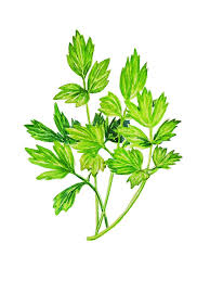 Image result for Liebstöckel