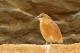 Attēlu rezultāti vaicājumam “Bubulcus ibis”