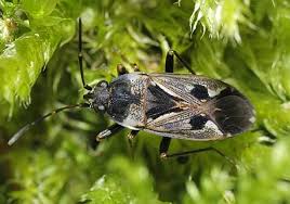 Image result for Rhyparochromus