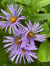 Attēlu rezultāti vaicājumam “Symphyotrichum novae-angliae flower”